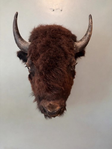 American bison buffalo head - -buffalo,